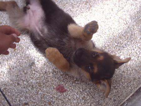 yanka